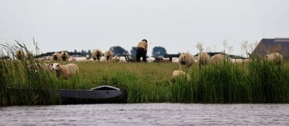 Eén van de vele mooie ervaringen op het water, schaapherder nabij Witmarsum.