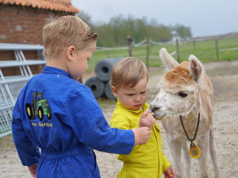 Bij Alpaca World Friesland kunt u genieten en tot rust komen. In het gezelschap van de alpaca vergeet u de wereld om u heen. 